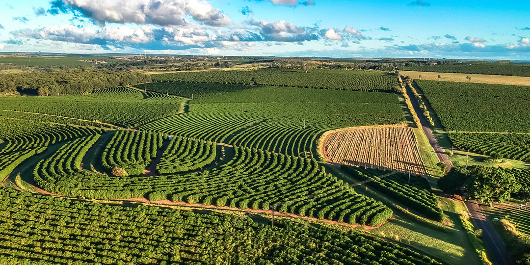 Flavour in Focus: Brazilian Ipanema Bourbon Coffee