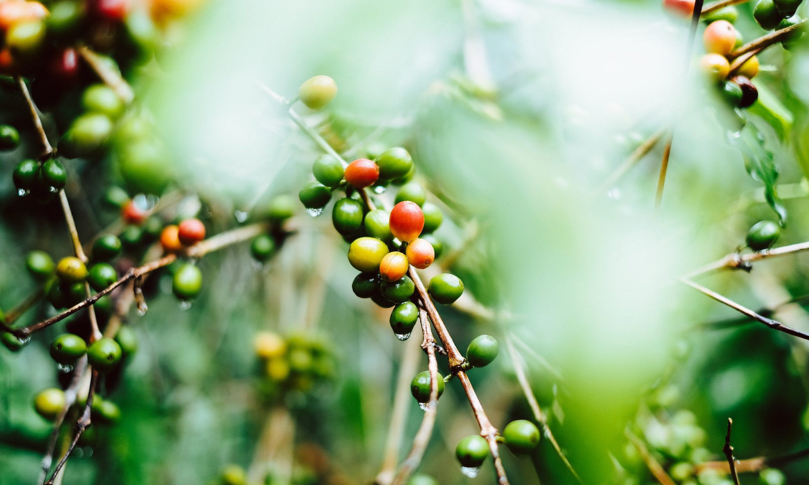 The layout of numerous small Kona coffee farms and mountain terrain requires the coffee cherries to be picked by hand.