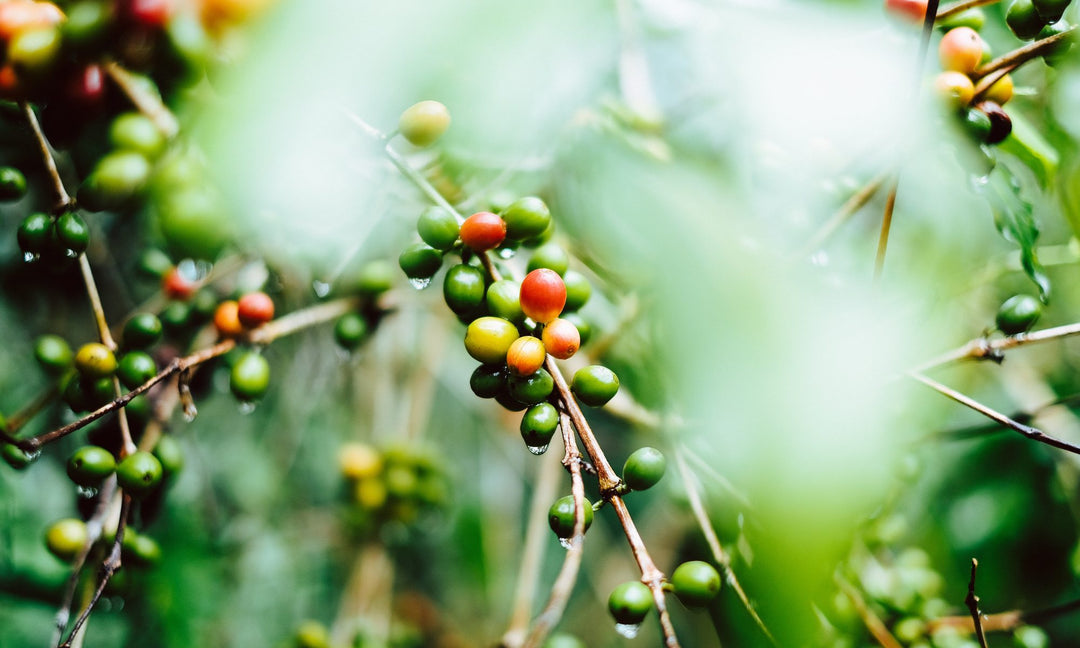 Hawaiian Kona Coffee: One of our most rare and sought after coffees