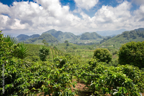 Honduras SHG Green Coffee Beans