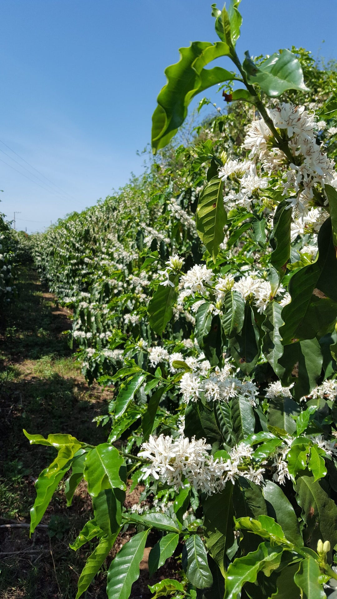 Brazilian Monte Carmelo Green Coffee Beans