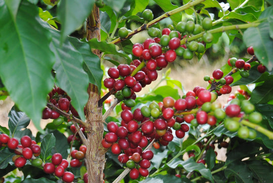 Brazilian Santos Green Coffee Beans