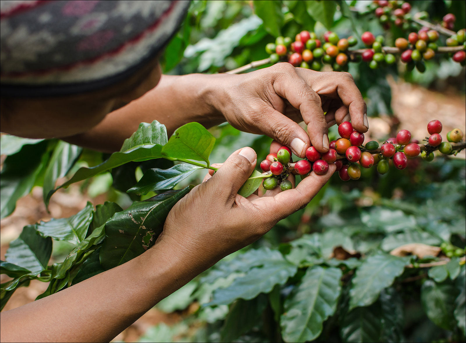 raw coffee berries in the country of origin 