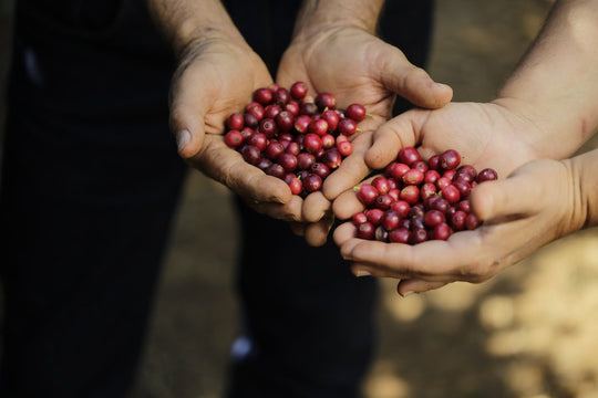 Cameroon Green Coffee Beans