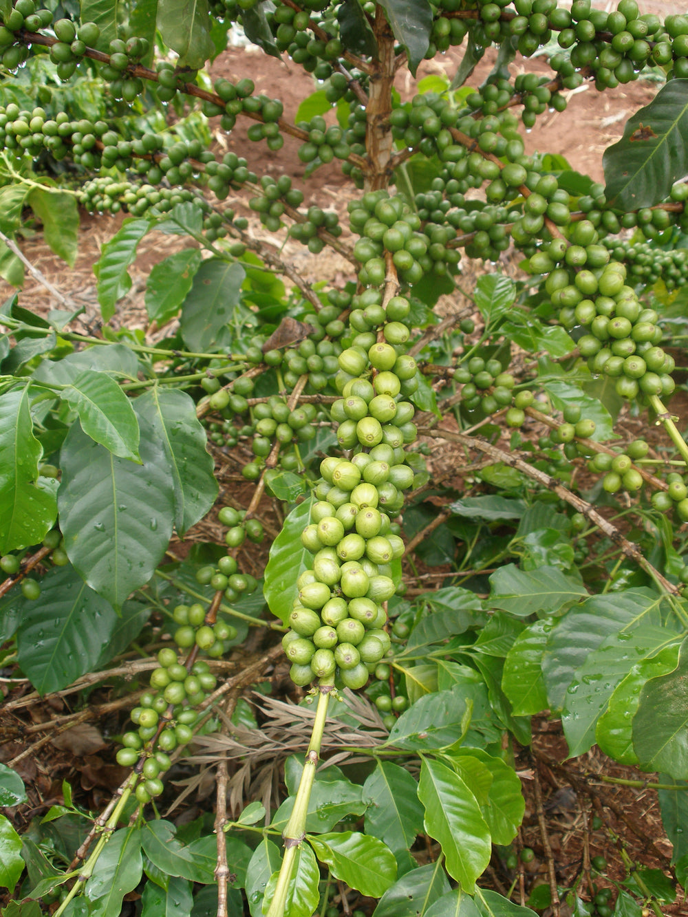 Cameroon Green Coffee Beans